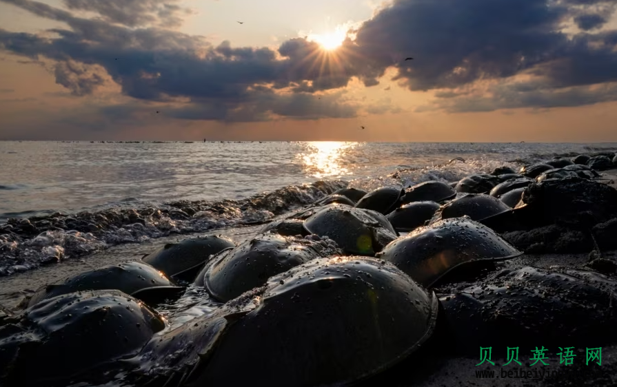 VOA慢速英语听力：保护珍贵马蹄蟹的新规定 New Rules Aim to Protect Valuable Horseshoe Crabs