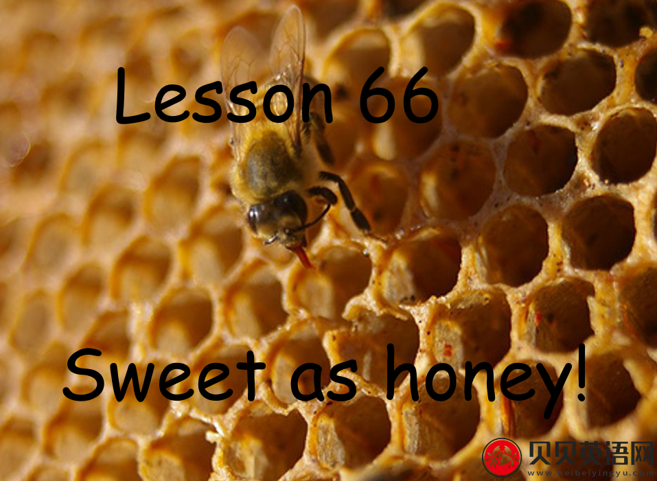 新概念英语二册 Lesson66 Sweet as honey 第（3）套免费课件