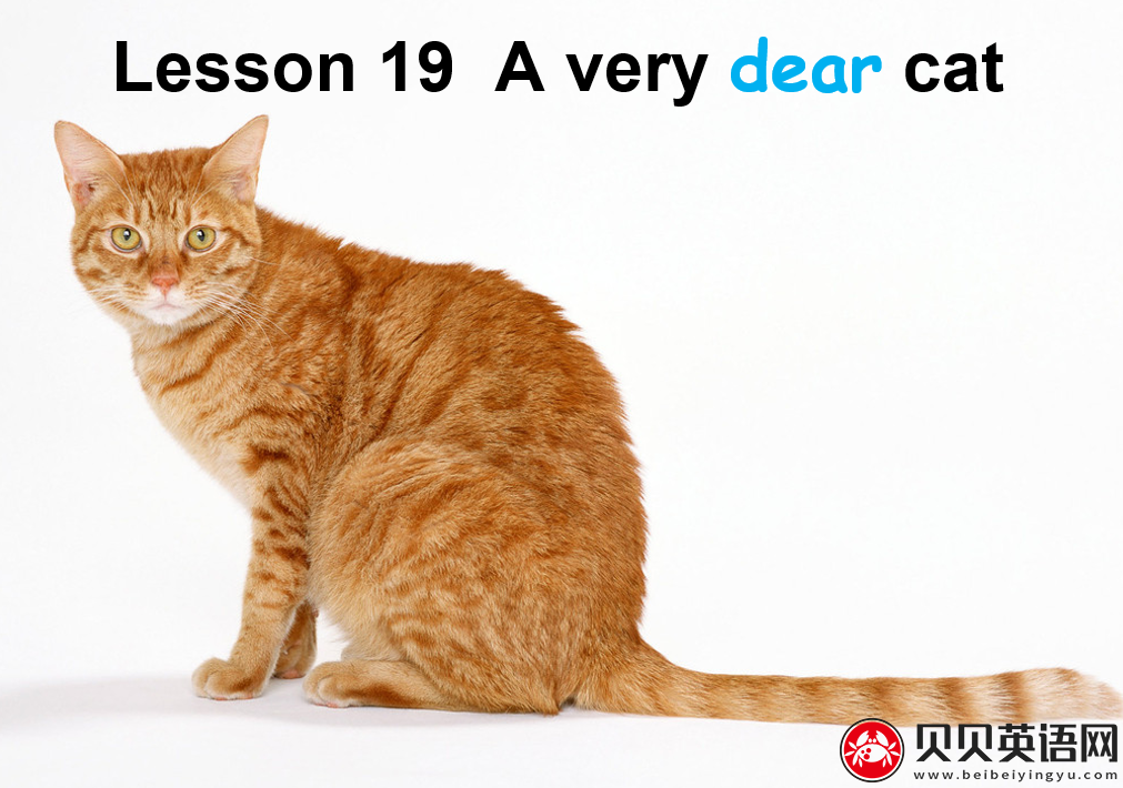 新概念英语三册 Lesson19 A Very Dear Cat 第（5）套免费PPT课件下载