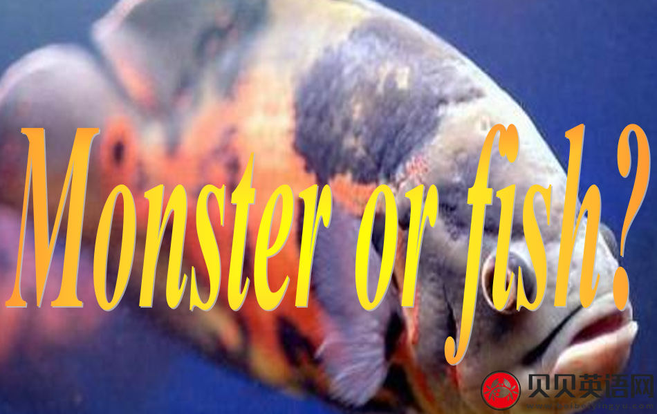 新概念英语二册 Lesson82 Monster or fish? 第（4）套课件在线下载