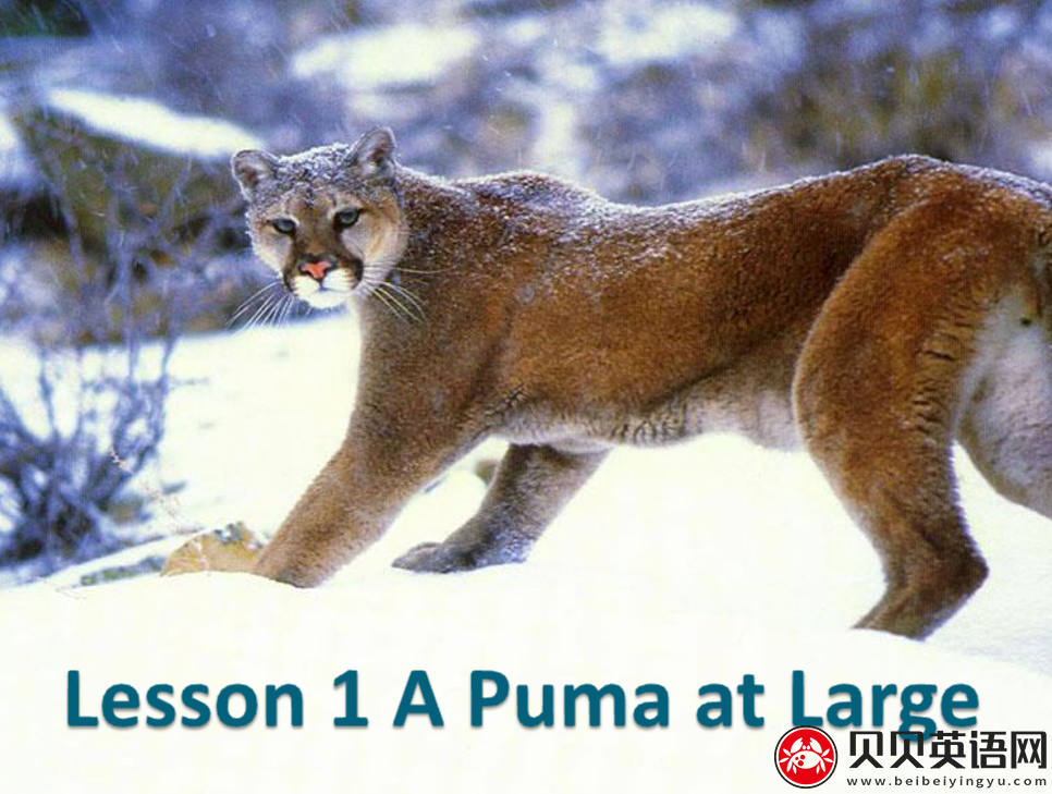 新概念英语三册 Lesson1 A puma at large 第（2）套PPT课件