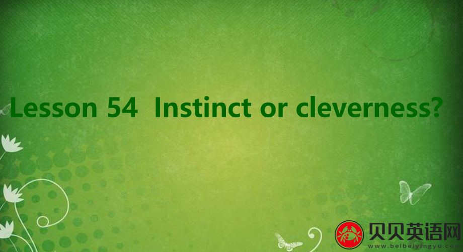 新概念英语三册 Lesson54 Instinct or cleverness? 第（1）套课件下载